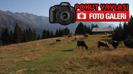 Pokut Yaylası