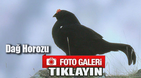 Dağ Horozu Fotoğrafları