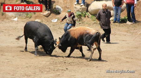 19. Ayder Ödüllü Boğa Güreşleri