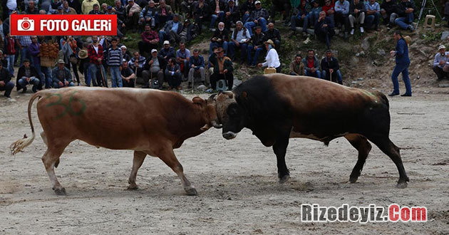 Çamlıhemşin Ayder Kültür Ve Boğa Güreşleri