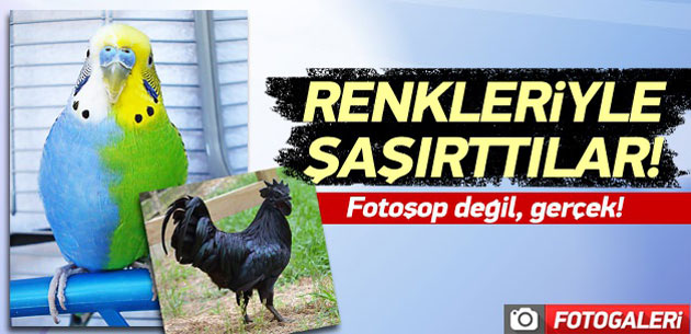 En ilginç renkli hayvanlar