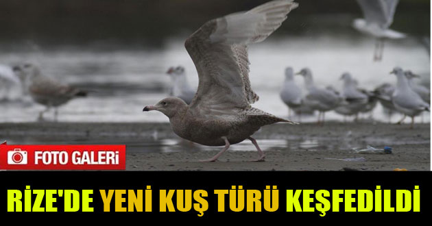 Rize`de Yeni Kuş Türü Keşfedildi