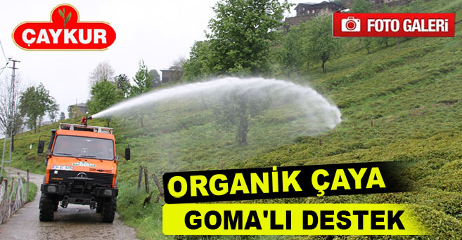 Organik Çay Bölgenin Geleceğidir