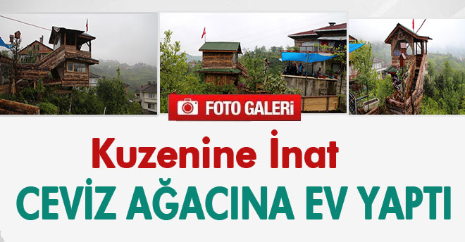 Ceviz Ağacının Üzerine İki Katlı Ahşap Ev