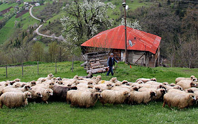 Karadeniz`de Yayla Sezonu Açıldı