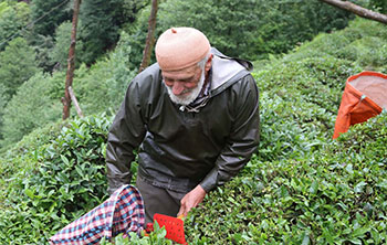 Rizede Sandıktan Sonra Çay Hasadı