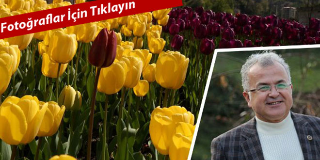 Rizede 65 Bin Lale Baharla Gülümsüyor