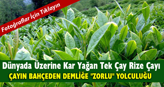 Bahçeden Bardağa Çayın Yolculuğu