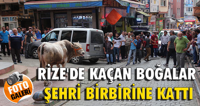 Rize`de Ahırdan Kaçan Boğalar Zor Anlar Yaşattı