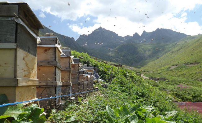 Sarı Kantarondan Yağ ve Krem Elde Etti