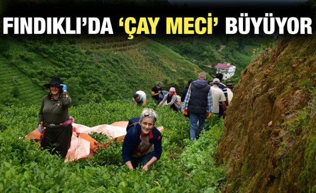 Fındıklı'da 'Çay Meci' Kapsamında Hasat Sürüyor