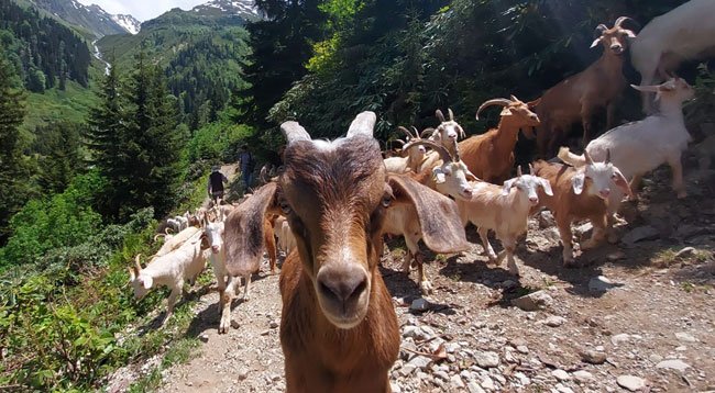 Doğu Karadeniz'de Yaylacıların Zorlu Yolculuğu Sürüyor