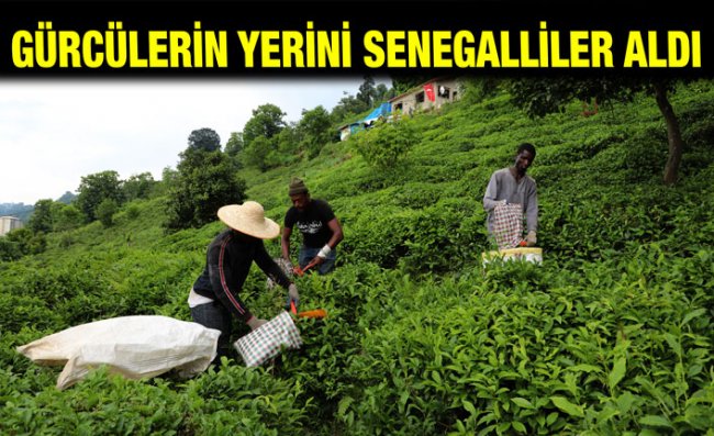 Çay Hasadını Senegalli Arkadaşlarıyla Yaptı