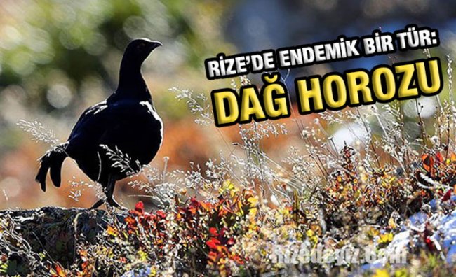 Sadece Rize'de Görülen Endemik Tür: Dağ Horozu