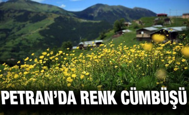 Rize'nin Petran Yaylası Rengarenk