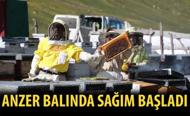 Anzer Balında Yüksek Verim Bekleniyor