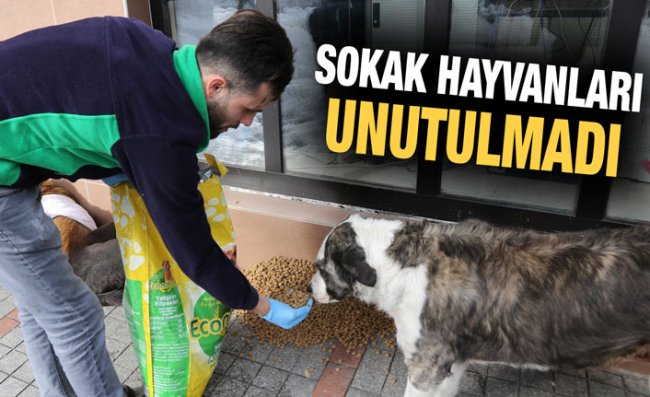 Sokak Hayvanları İçin Yem Dağıtıldı