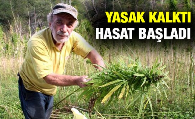 Rize'de 60 Yıl Sonra Üretilen Kenevir Hasat Ediliyor