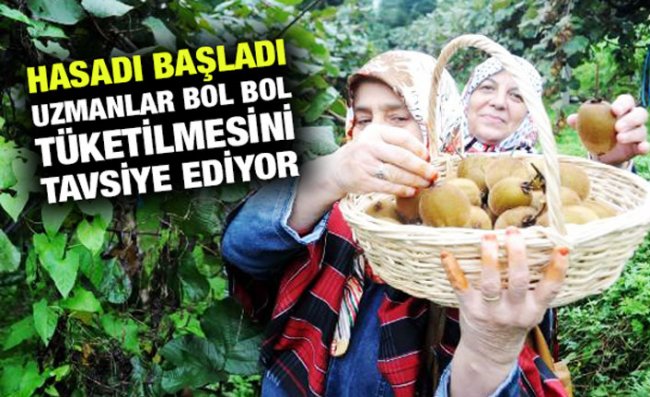 Rize'de Kivi Hasadı Başladı