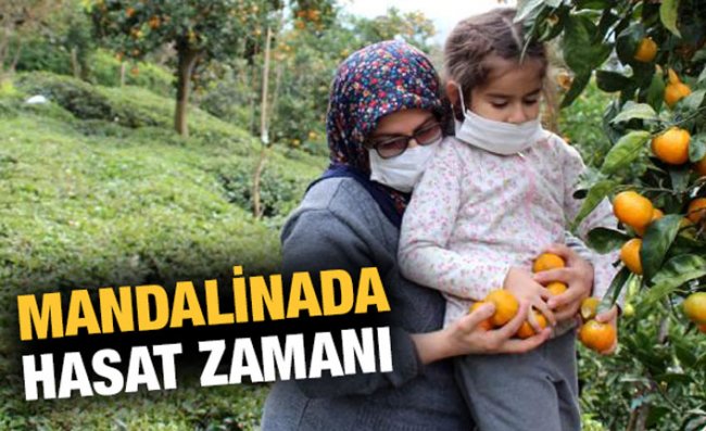 Rize'de Mandalina Hasadı Başladı