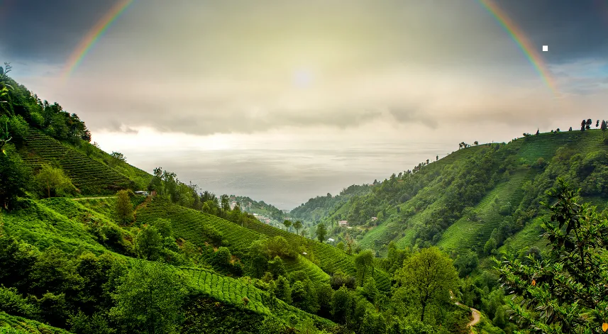 Rize