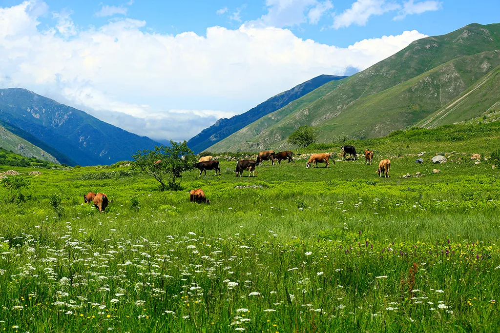 RİZE'NİN SONSUZ YEŞİL PALETİ