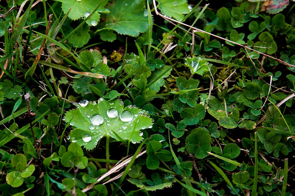 RİZE'NİN RENKLERİ
