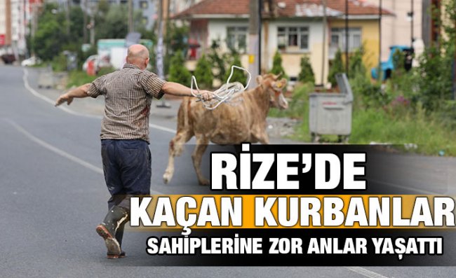 Rize'de kaçan kurbanlıklar ortalığı birbirine kattı: 2 yaralı