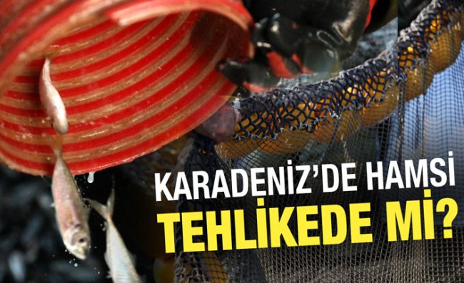 Karadeniz’de Hamsi Popülasyonu Tehlike Altında