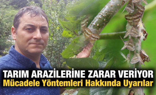 Vampir Kelebek ile Mücadele İzlenecek Yollar