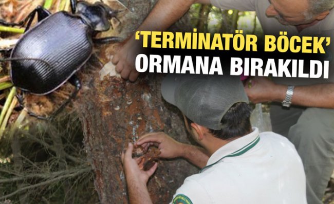 'Terminatör Böcek' Ladin Ormanları İçin Savaşacak