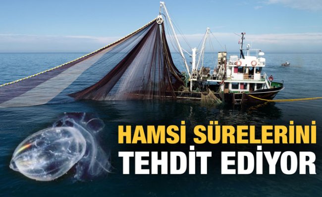 Hamsi Sürüleri 'Taraklı Denizanası' Tehdidi Altında