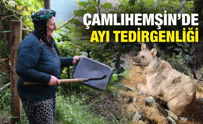 Yerleşim Alanlarına İnen Ayılar Tedirgin Ediyor