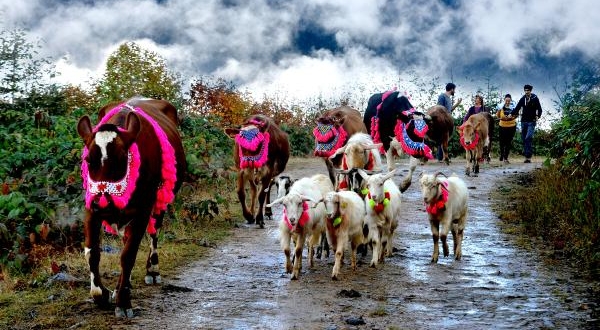 Doğu Karadeniz'de Yaylacılar Dönüş Yolunda