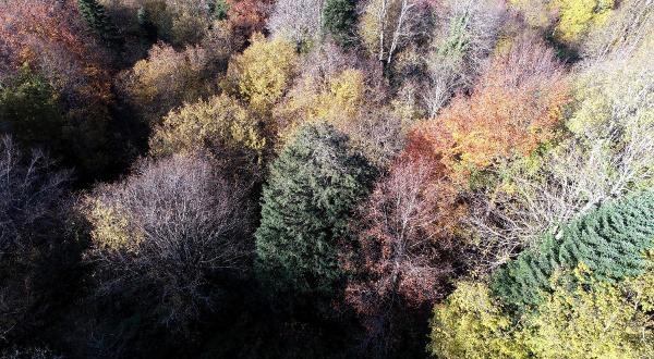 Dünyanın en yaşlı 5. ağacı: Gümeli Porsuğu