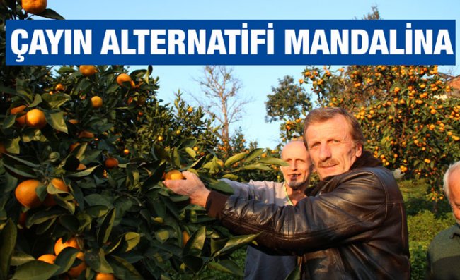 Rize'de Satsuma Cinsi Mandalina Hasadı