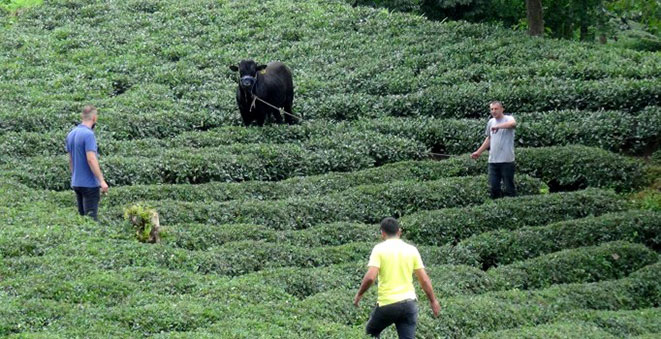 21.08.2018 Rizede sahibini boynuz darbeleri ile yaraladıktan sonra kaçan kurbanlık boğa, ortalığı birbirine kattı. Uyuşturucu iğne atılan boğa, 2 saatte yakalandı.