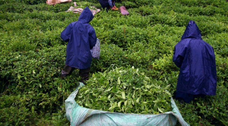 ÇAY İHRACATI YÜZDE 159 ARTTI - Rize'den yılın ilk 4 ayında yapılan çay ihracatı, geçen yılın aynı dönemine oranla değerde yüzde 159 artarak 3 milyon 156 bin 282 dolara ulaştı.