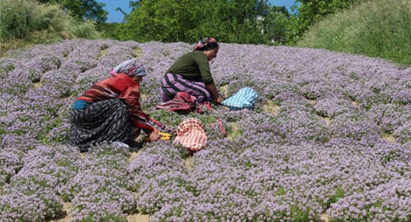 İLK KEZ YAYLA KEKİĞİ HASADI YAPILDI - Rize'nin İkizdere ilçesinde, ‘Tıbbi Aromatik Bitki Yetiştiriciliğinin Yaygınlaştırılması' projesi kapsamında yayla kekiği deneme bahçesi oluşturuldu. 1 dekarlık bahçede yetiştirilen ilk yayla kekiği ilaç, gıda, kozmetik ve arıcılık sektöründe kullanılacak.