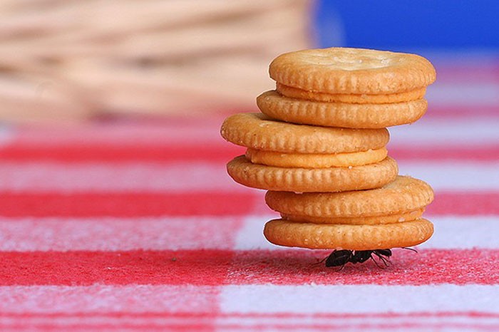 Karınca iki hafta su altında yaşayabilir.