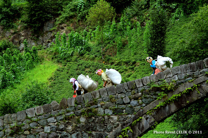 Karadeniz doğal güzellikleriyle her zaman fotoğrafçılar için vazgeçilmez bir mekan olmuştur. Karadeniz’in doyumsuz güzelliklerini yarınlara taşıyan, fotoğraflayan Resul Çelik Fotoğrafa gönül veren bir Çayelili hemşerimizdir. O Karadeniz’i objektifiyle evimize iş yerimize taşıyor