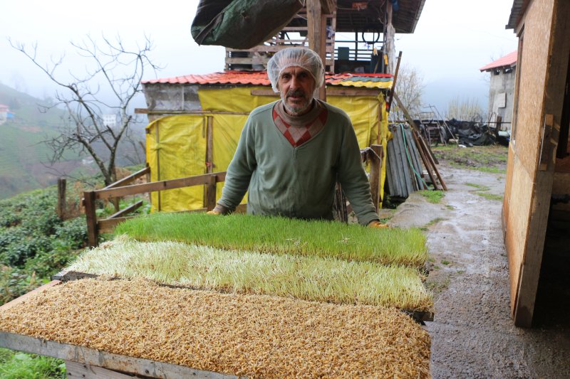 Emekli Öğretmen Hayvanlarına Elleriyle Yem Üretiyor