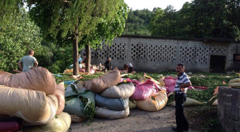 Çay alım yerlerinde ömrünün yarısını harcamak