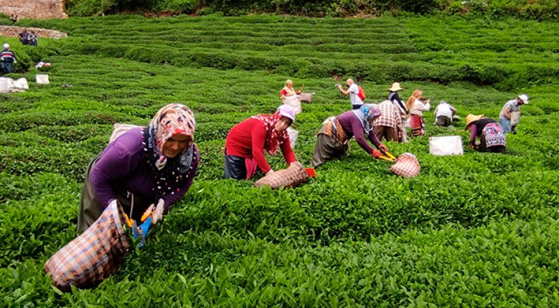 Yaz aylarında tatile gitmek yerine çay toplamayı tercih etmek