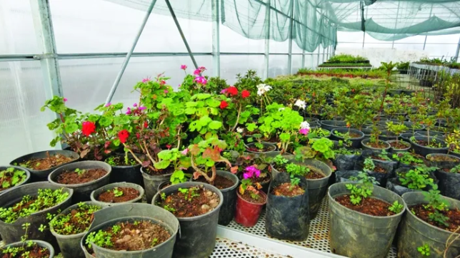 Rize'deki serada 300 farklı tür bitki yetiştiriliyor