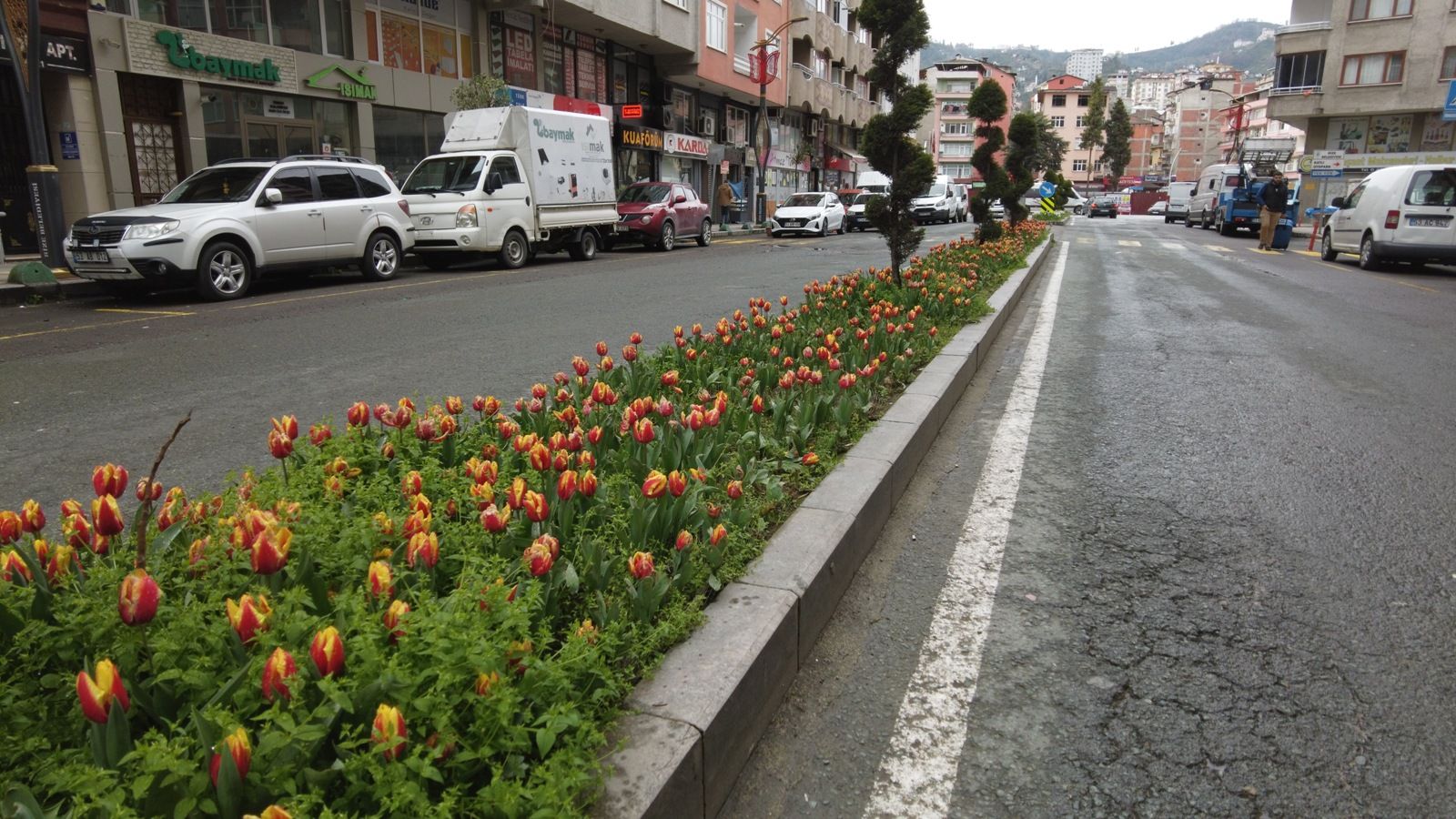 Laleler Rize'nin güzelliğine güzellik kattı