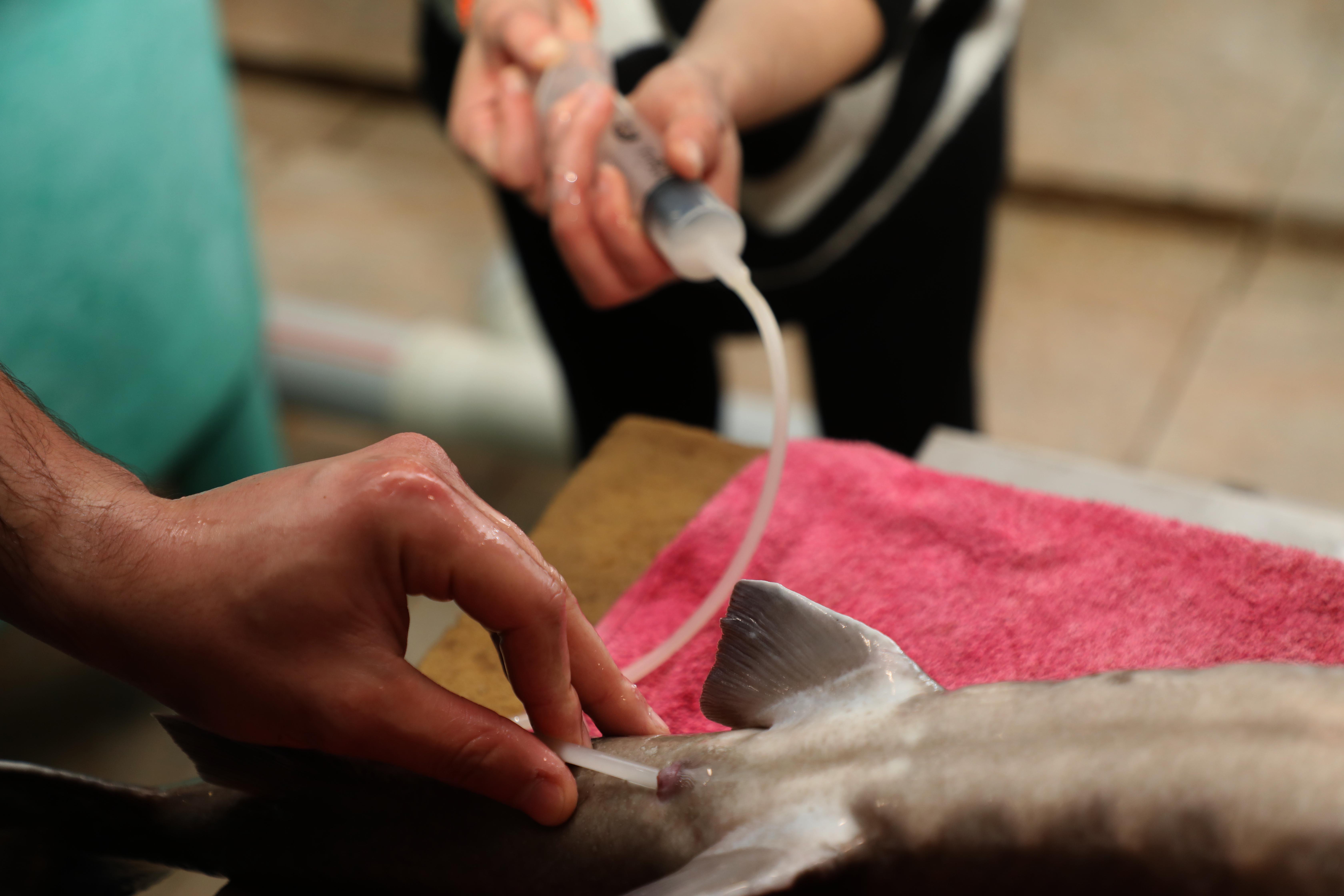 Rize'de, nesli tükenme tehlikesi altındaki Mersin balığının sağımı yapıldı