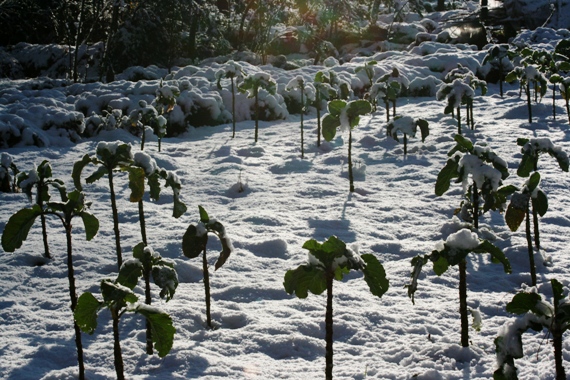 Güneysu Kış Fotoğrafları 2012