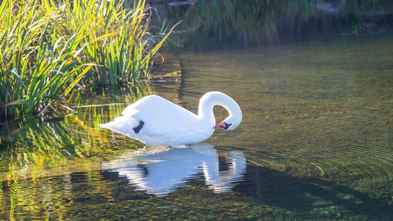Isırlık Tabiat Parkı, ziyaretçilerini büyülüyor