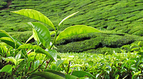 Kanserle savaşıyor: Çayın içinde bulunan polyphenoller, kanserli hücrelerin büyümesini durduruyor. Çayda, sebze ve meyvelerden daha çok antioksidan olduğunu belirten Tayvanlı bilim adamları günde bir bardak yeşil çay içmenin akciğer, prostat ve mide kanserine yakalanma riskini azalttığını belirtti. Uzmanlar çayın 70 redeceden daha sıcak içilmemesi için uyarıyor.